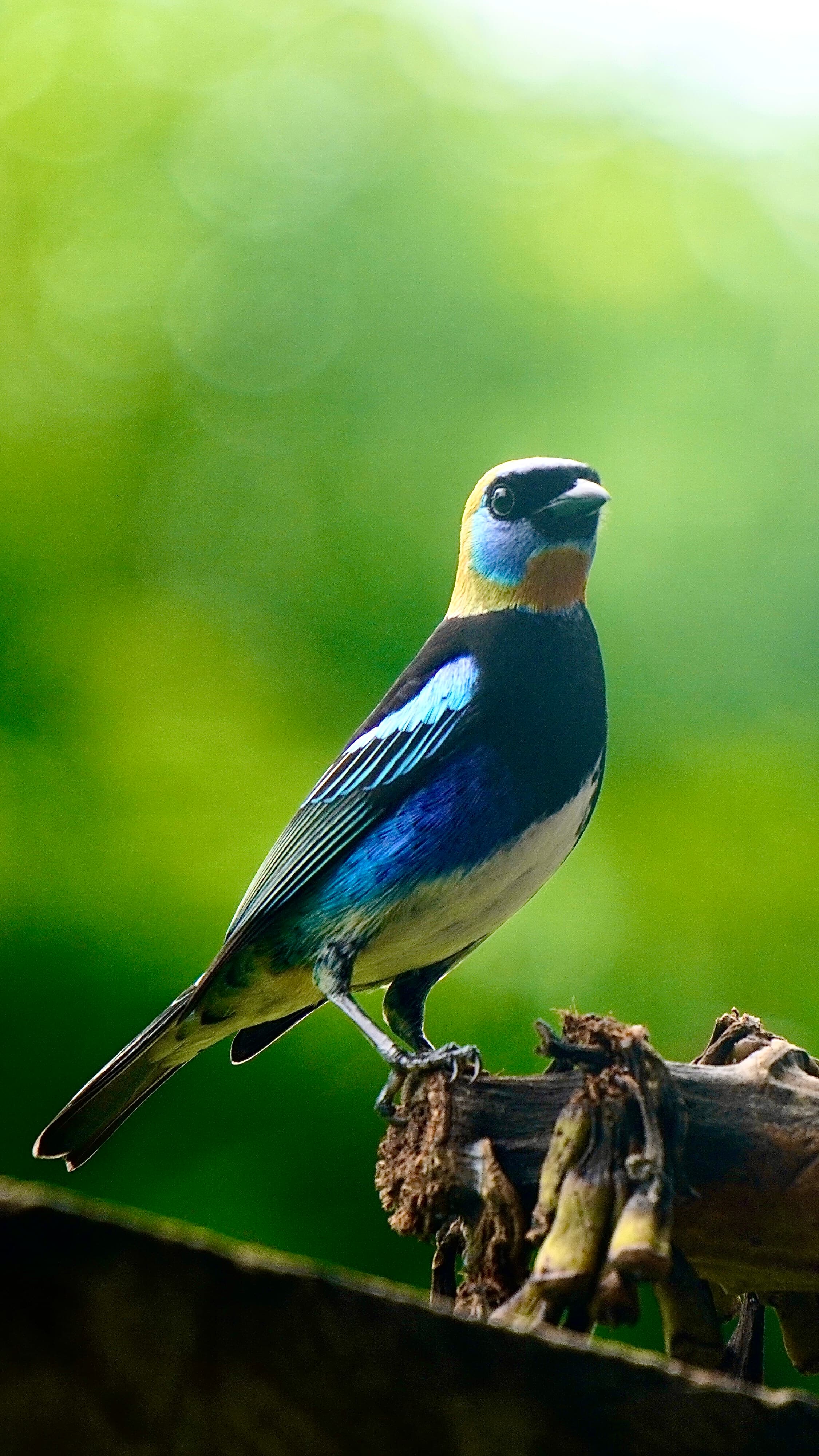 Observación de aves